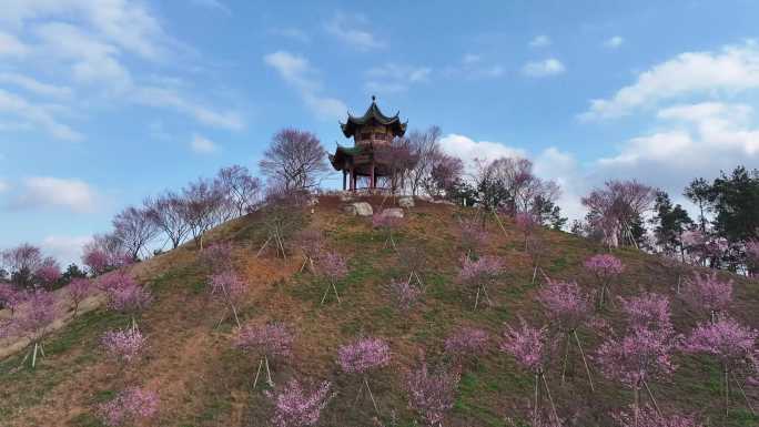 贵州梅园梅花初开