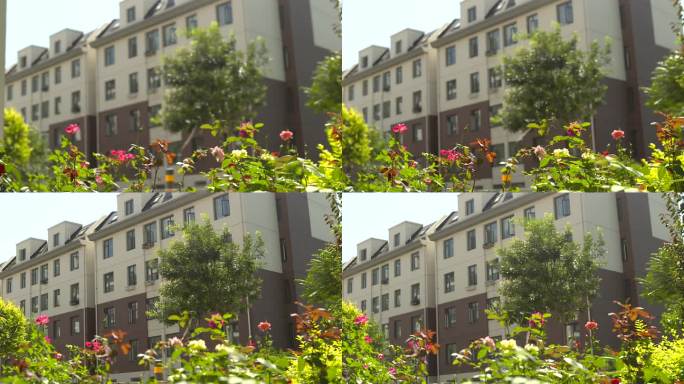 居民楼 野花 花花草草绿化 小区绿化