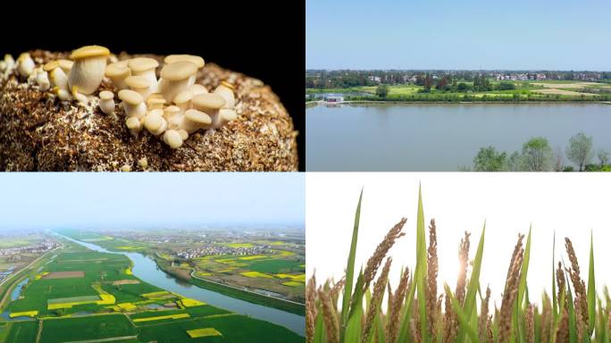 水稻生长农业素材合集