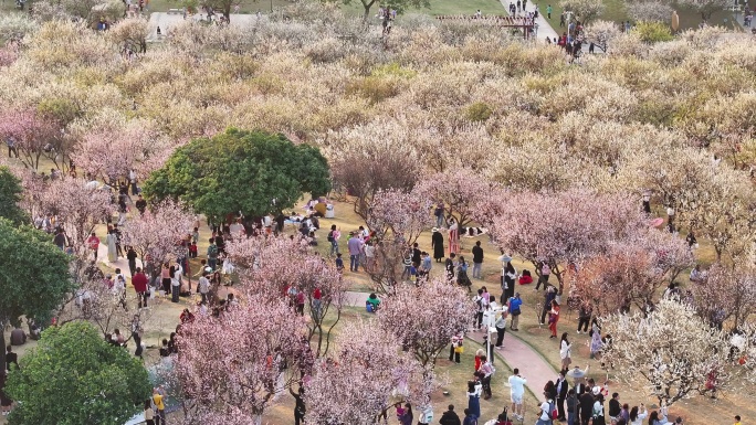 中国广东省广州市黄埔区市民广场梅花盛开