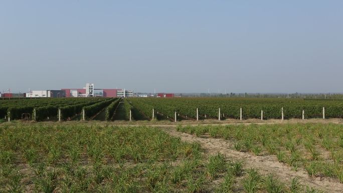葡萄田间种植基地