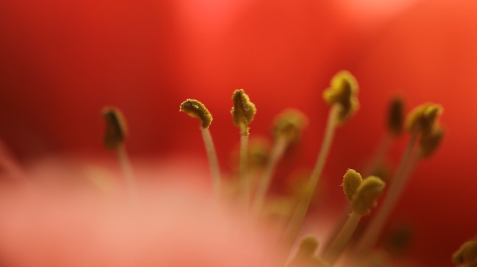 红色花朵的花蕊特写