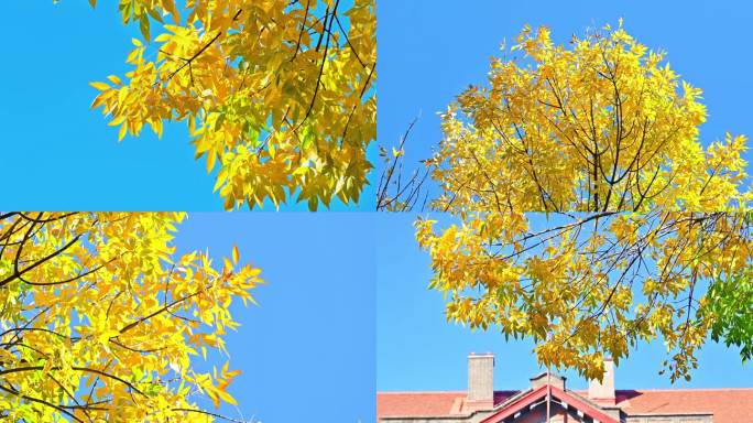 秋天的白蜡树金色黄叶风中摇动