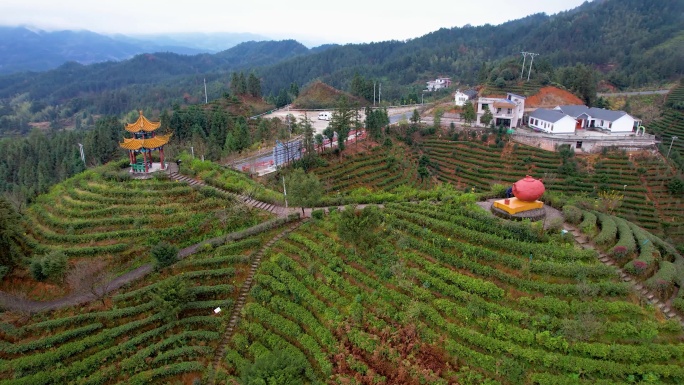 湖南郴州桂东茶园茶山三农冬季自然风光航拍