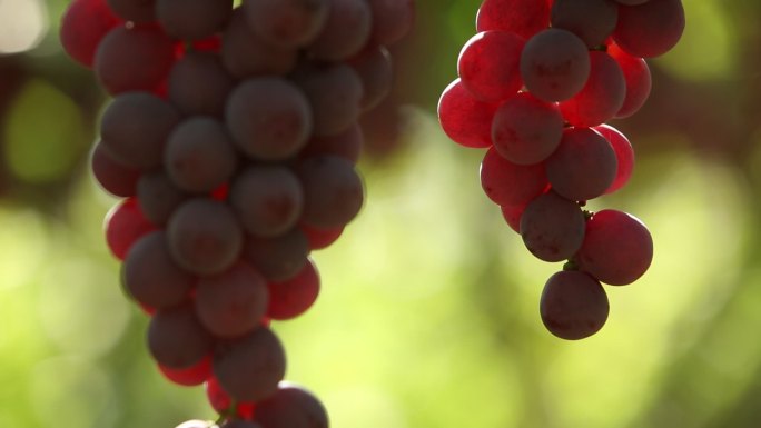 葡萄园里一串串晶莹剔透的葡萄