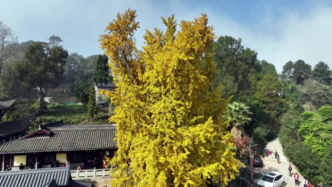 重庆天心寺银杏航拍