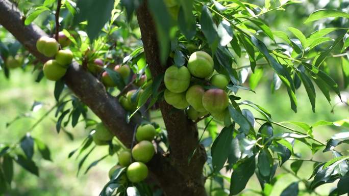 种植业 果园葡萄李子水果采摘喜悦乡村振兴