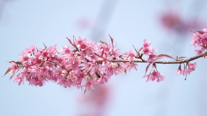 冬季樱花近景