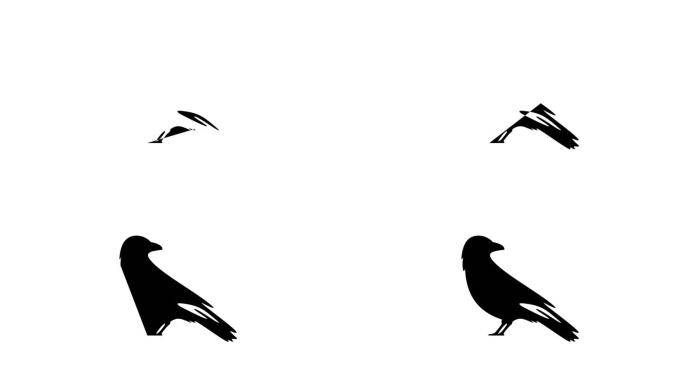 黑色的图形动画。阿尔法通道。乌鸦鸟在透明的背景运动设计。4 k的决议