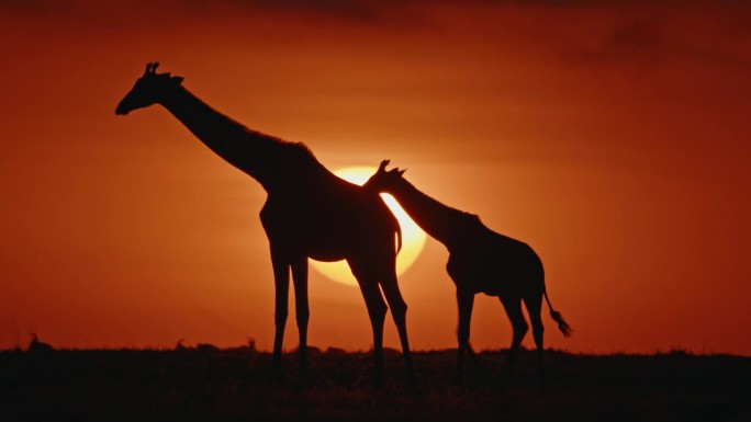 在朝阳的背景下，长颈鹿妈妈和长颈鹿宝宝。美丽的非洲风光。