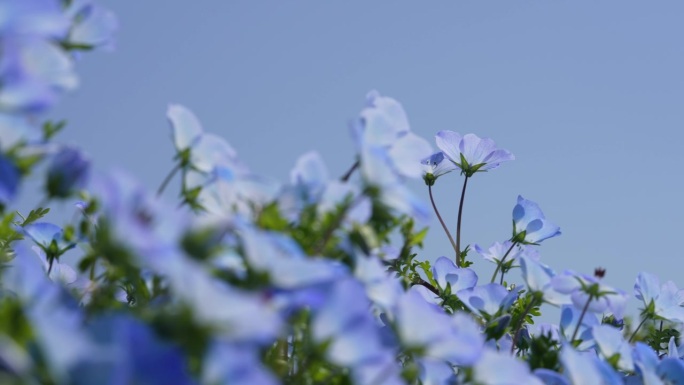 平移4K视频的小蓝色花“Nemophila”。