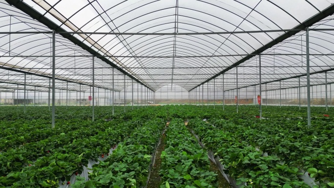 农业大棚草莓基地