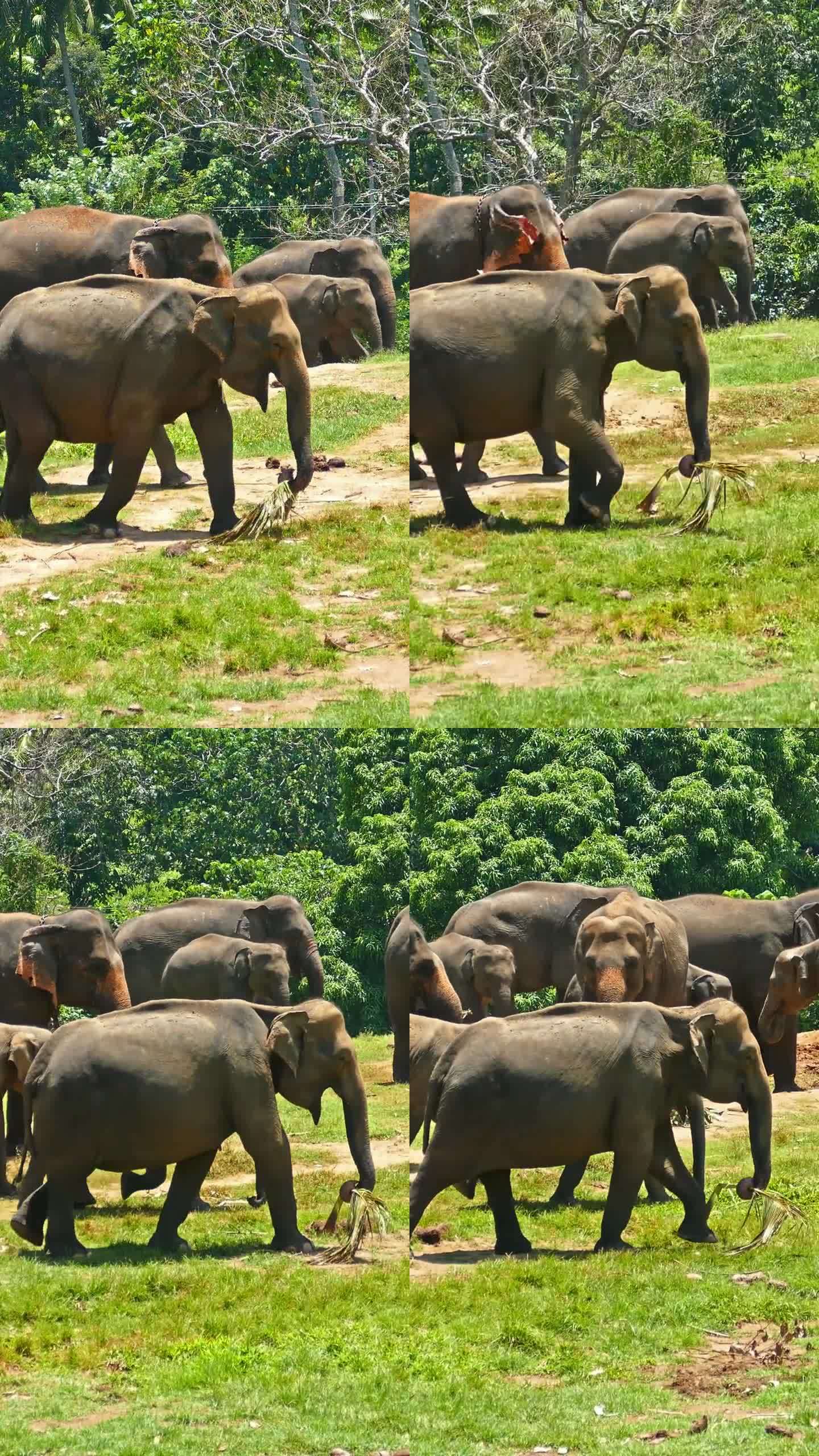 一群大象在斯里兰卡散步