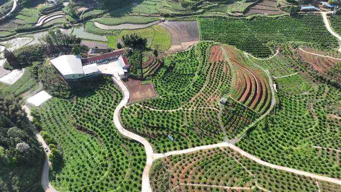 冰糖橙种植基地