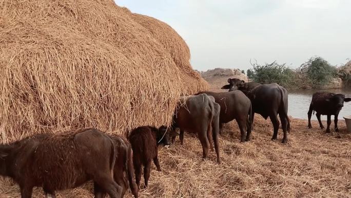 水牛吃干草，水牛吃稻草，国内黑水牛Sindhi kundhi -水牛印度banni kutchi古吉