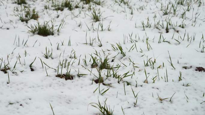 麦田里的雪景 冬季麦田