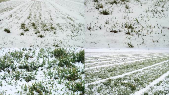 麦田里的雪景 冬季麦田