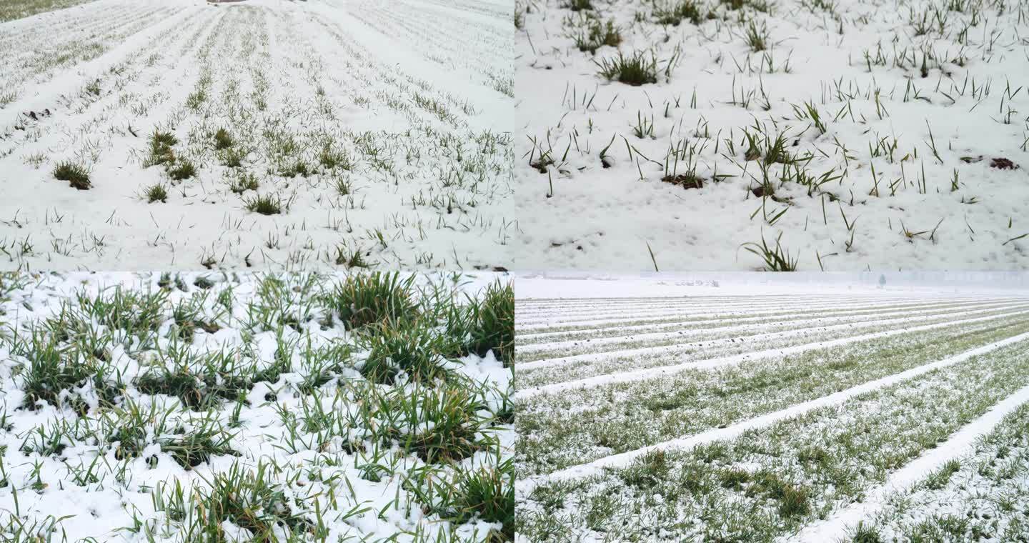 麦田里的雪景 冬季麦田