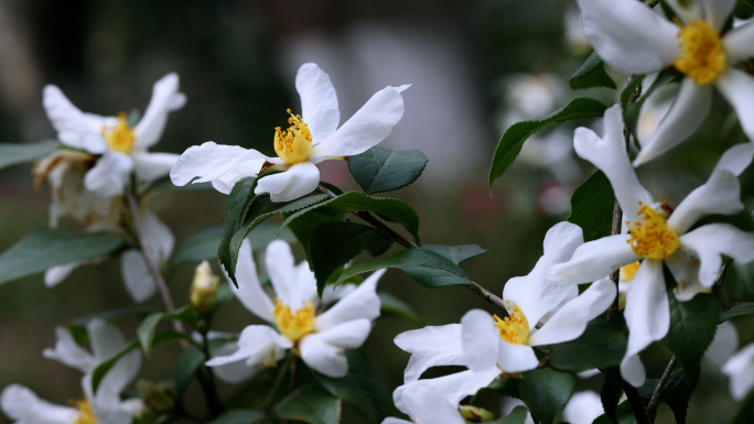 白花油茶 油茶树 春暖花开