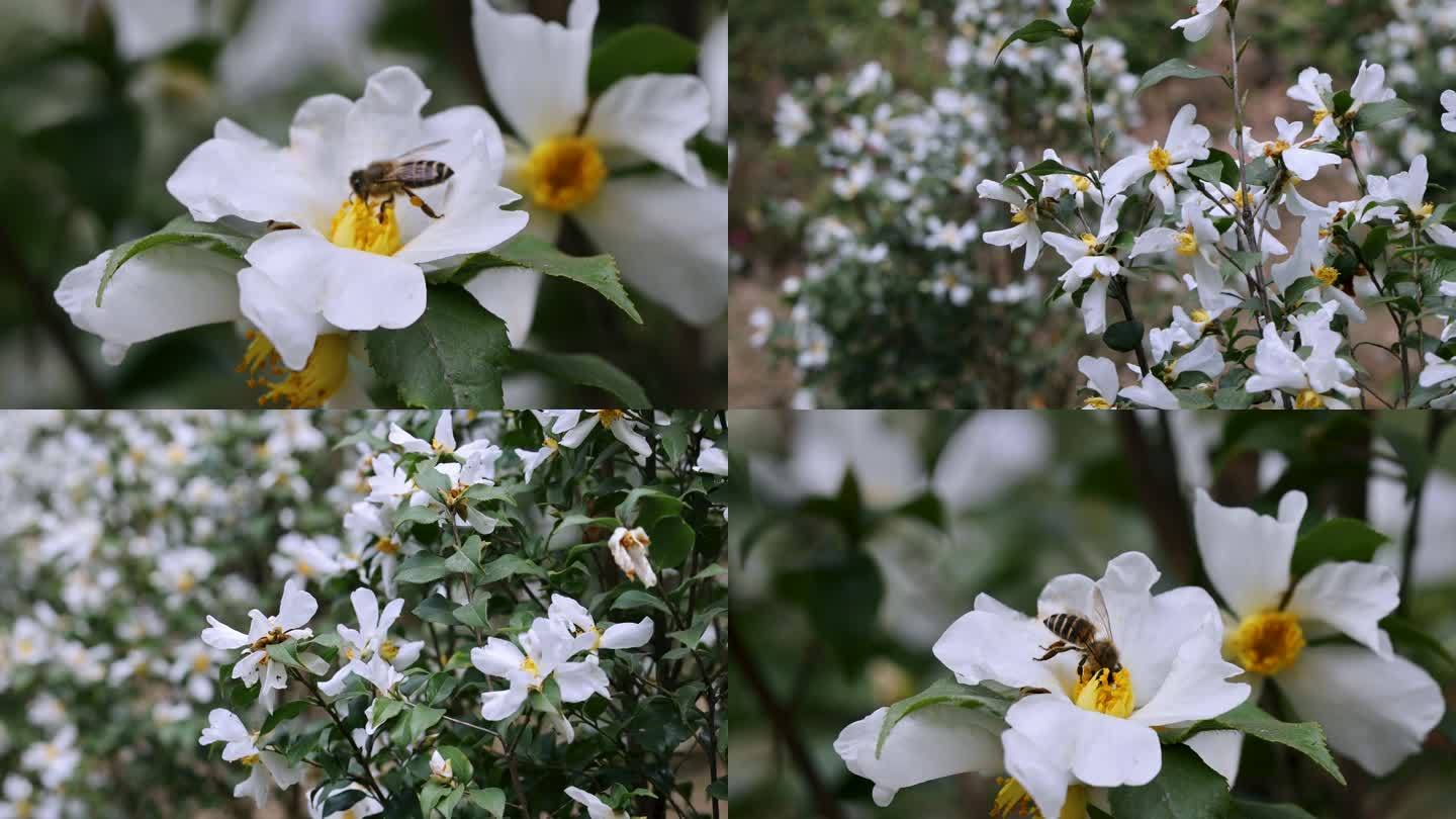 白花油茶 油茶树 春暖花开