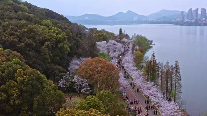 团城山公园樱花