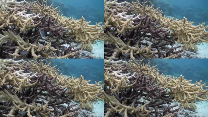 水下珊瑚与鱼类在海洋环境中保持生态平衡。