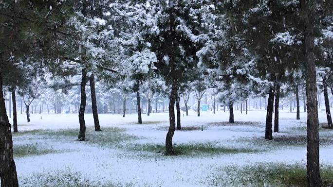 冰雪覆盖的公园  树林