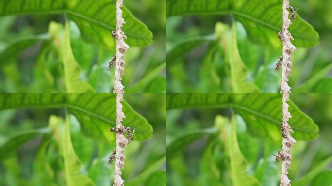 亚洲大黄蜂或纸黄蜂的特写栖息和活跃在它的巢挂在树上的后院