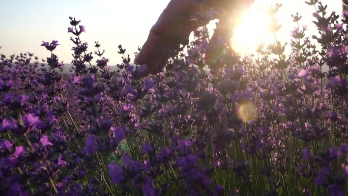 女人的手轻轻地抚摸着芬芳的薰衣草花。夕阳西下，田野里开满了芬芳的紫花。欧洲有机薰衣草油的生产。花园芳