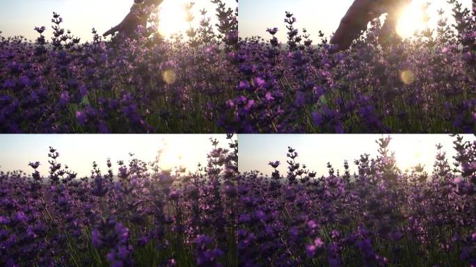 女人的手轻轻地抚摸着芬芳的薰衣草花。夕阳西下，田野里开满了芬芳的紫花。欧洲有机薰衣草油的生产。花园芳