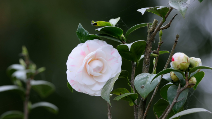 茶花 茶花花开 山茶花