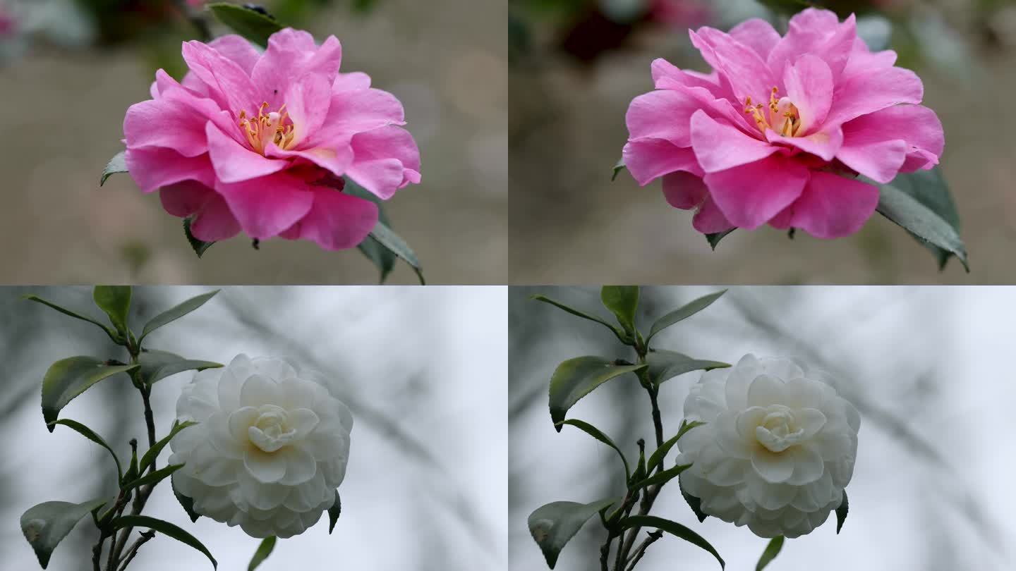 茶花 茶花花开 山茶花