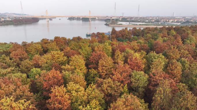 中国广东省佛山市顺德伦教水杉