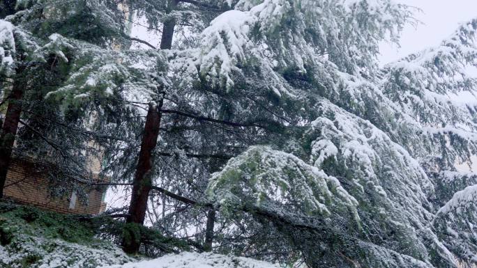 雪后的小区