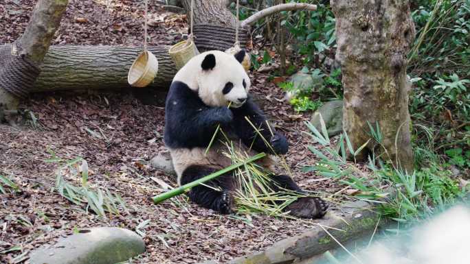 都江堰熊猫谷大熊猫