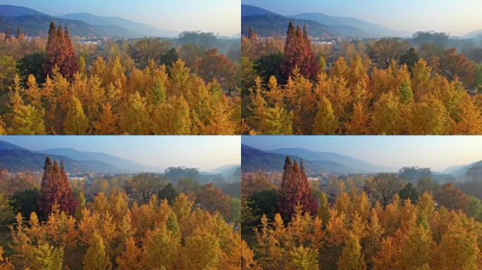 山村秋色 长兴八都芥景区