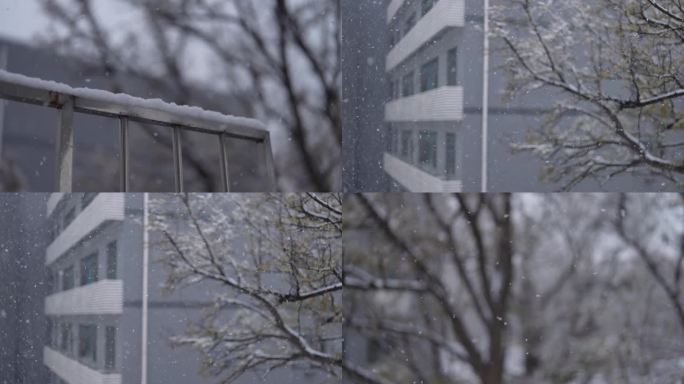 4K 大雪120帧慢动作2024天津首雪