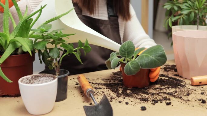 不知名的女性专业园丁戴着手套，用喷壶浇灌植物，家庭花卉种植蓬勃发展，和谐自然和生活空间。
