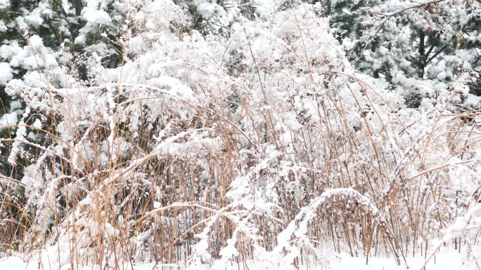 唯美冬季雪后美景