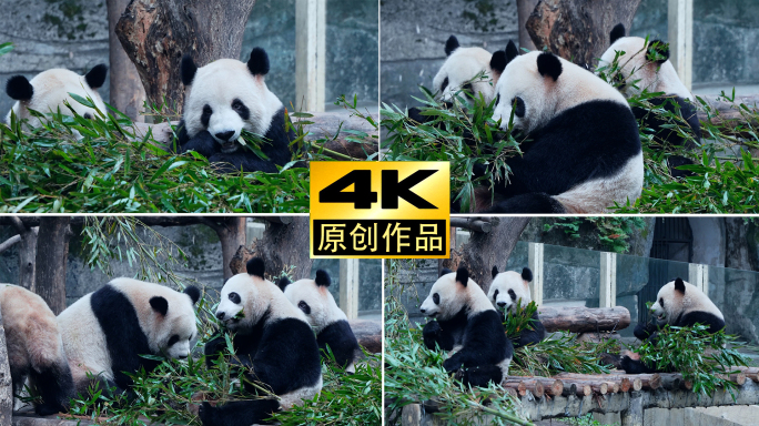 动物园四只大熊猫吃竹子