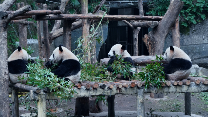 动物园四只大熊猫吃竹子