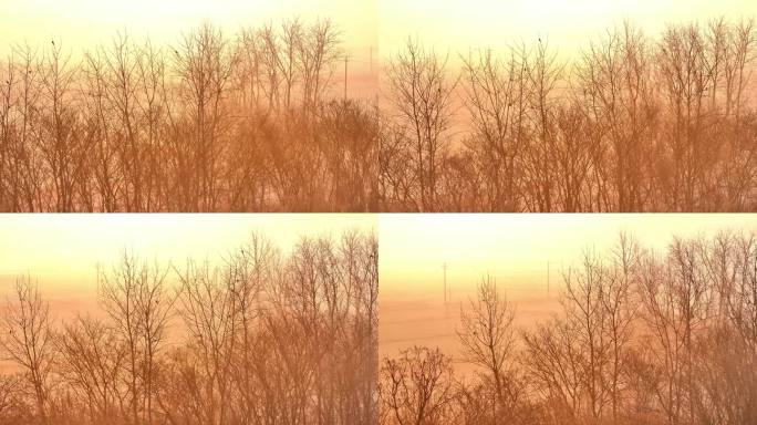 航拍清晨日出树林群鸟栖息朝阳河流日光晨雾