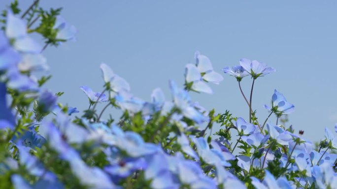 平移4K视频的小蓝色花“Nemophila”。