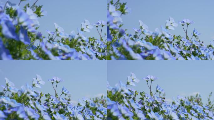 平移4K视频的小蓝色花“Nemophila”。