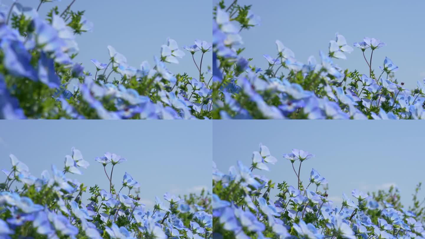 平移4K视频的小蓝色花“Nemophila”。