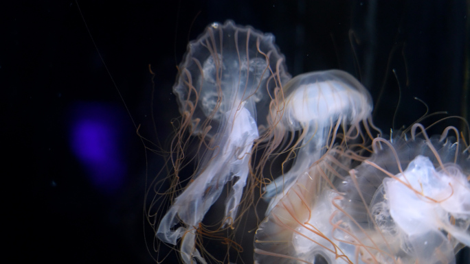 海洋生物各种水母舞动