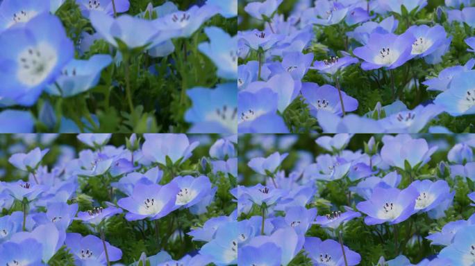 倾斜4K视频的“Nemophila”，一个小蓝色的花。