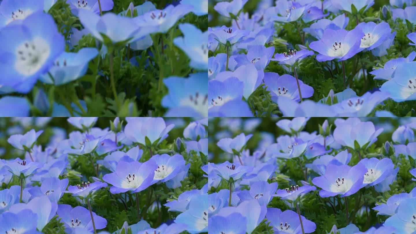 倾斜4K视频的“Nemophila”，一个小蓝色的花。