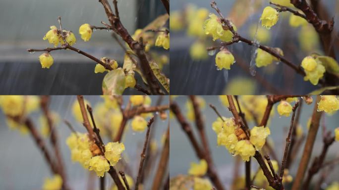 【合集】唯美雨中腊梅花花开花瓣特写