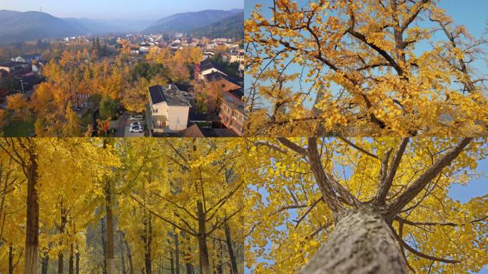 【合集】银杏 长兴八都芥景区